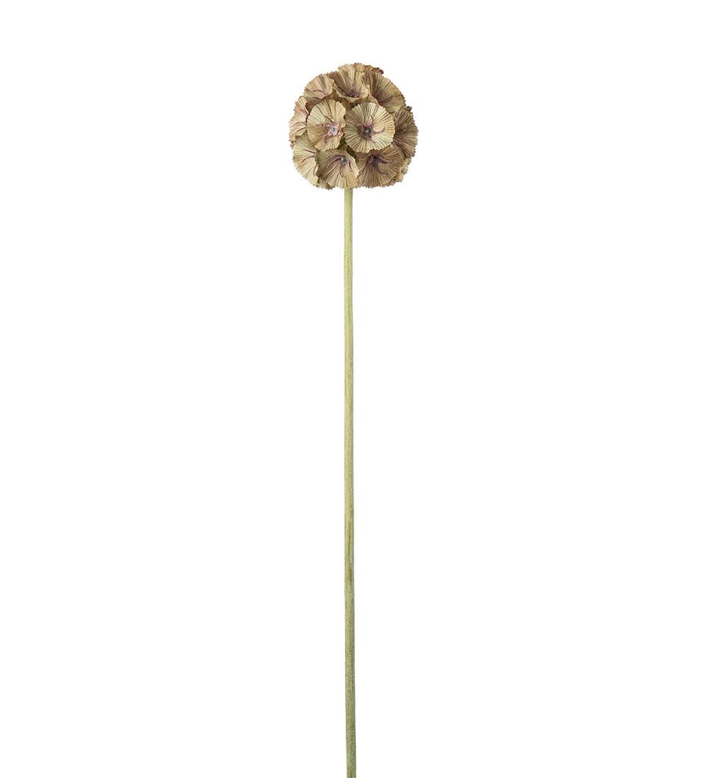 Scabiosa