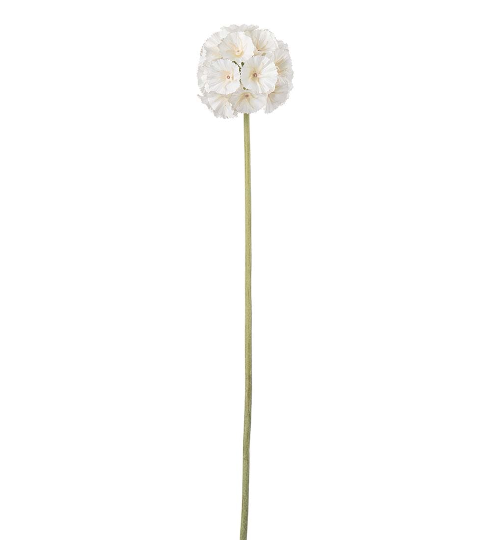 Scabiosa