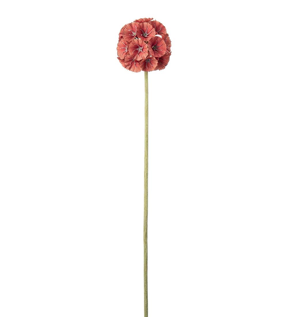 Scabiosa