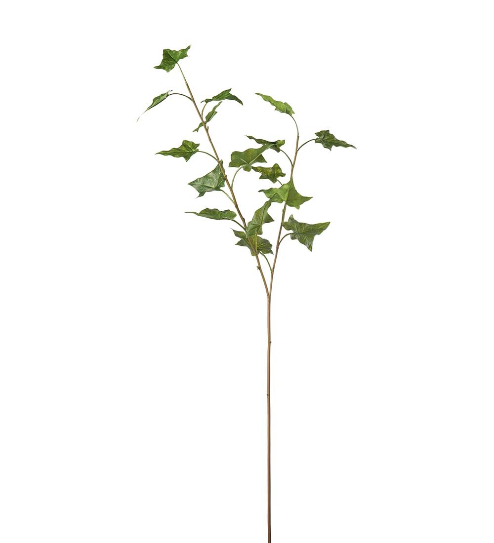 Murgröna