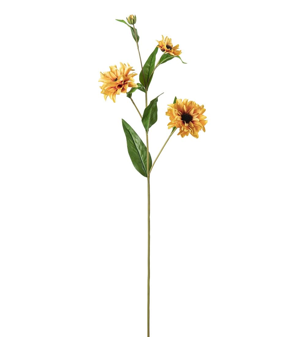 Rudbeckia
