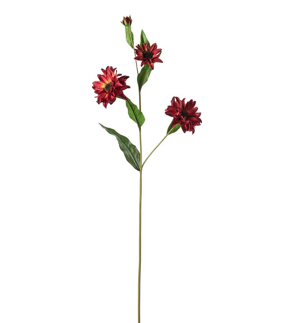Rudbeckia