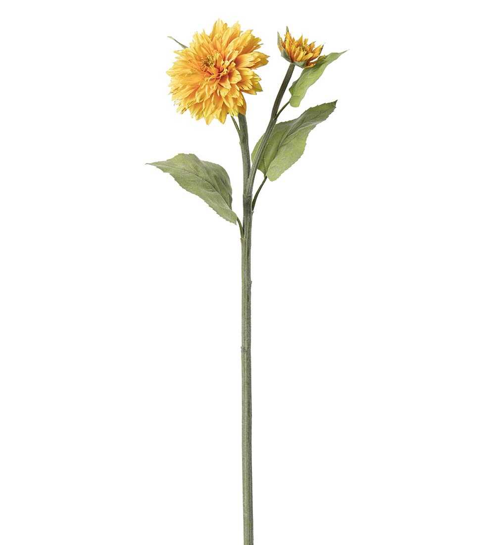 Solros