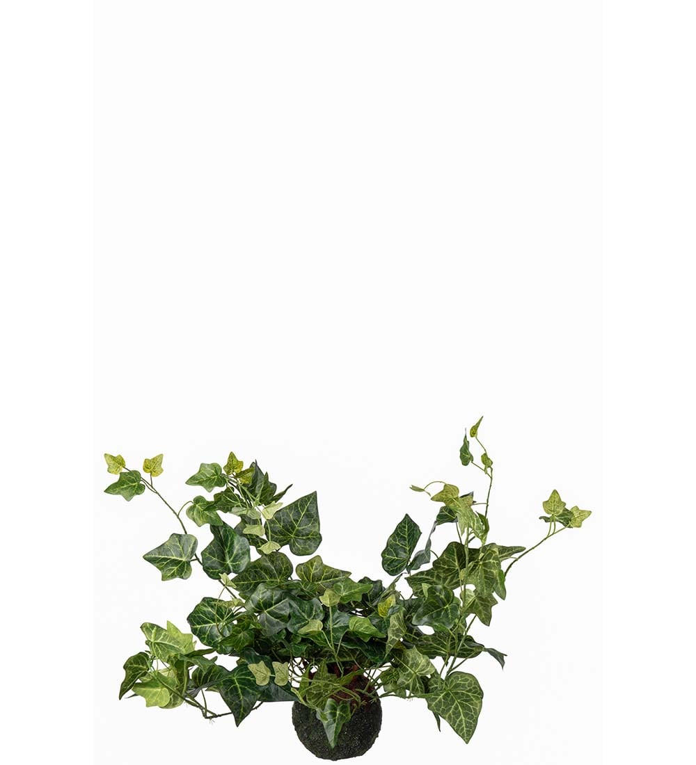 Murgröna