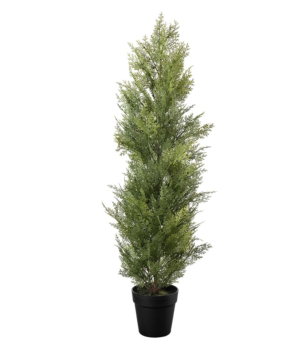 Cypress