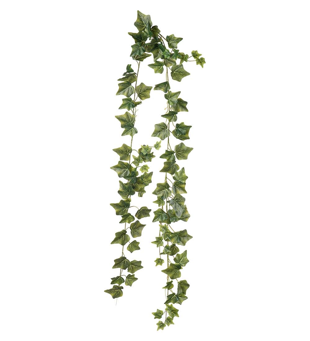 Murgröna