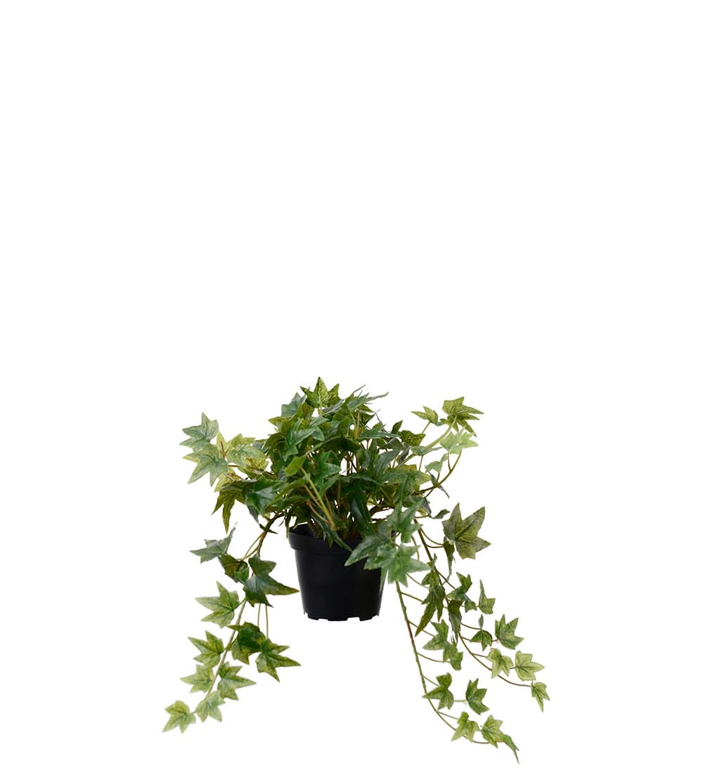 Murgröna