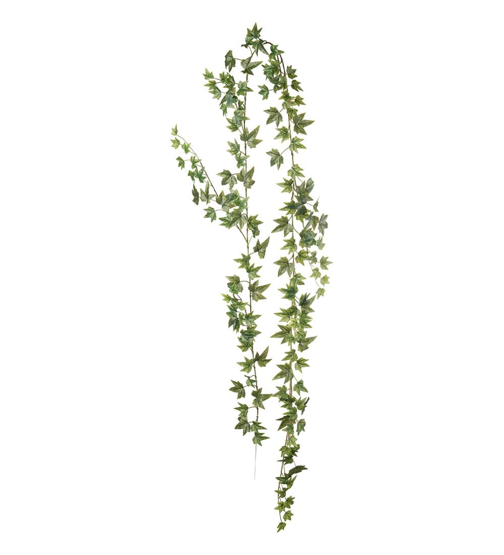Murgröna
