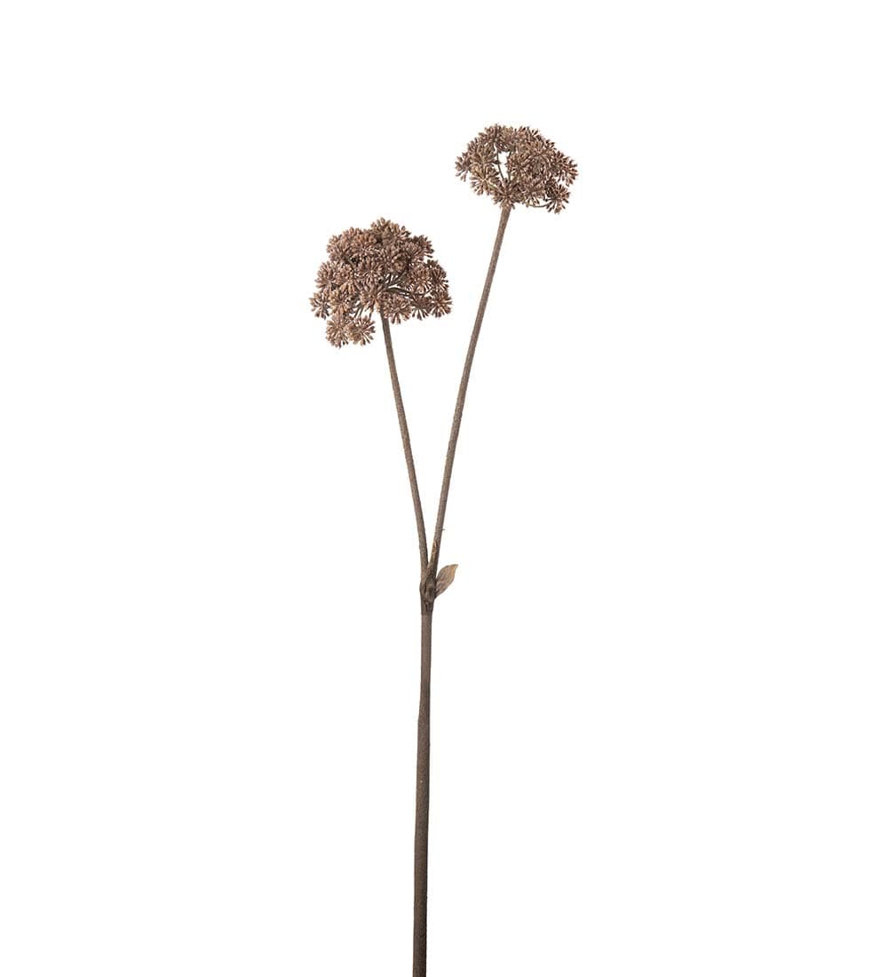 Angelica