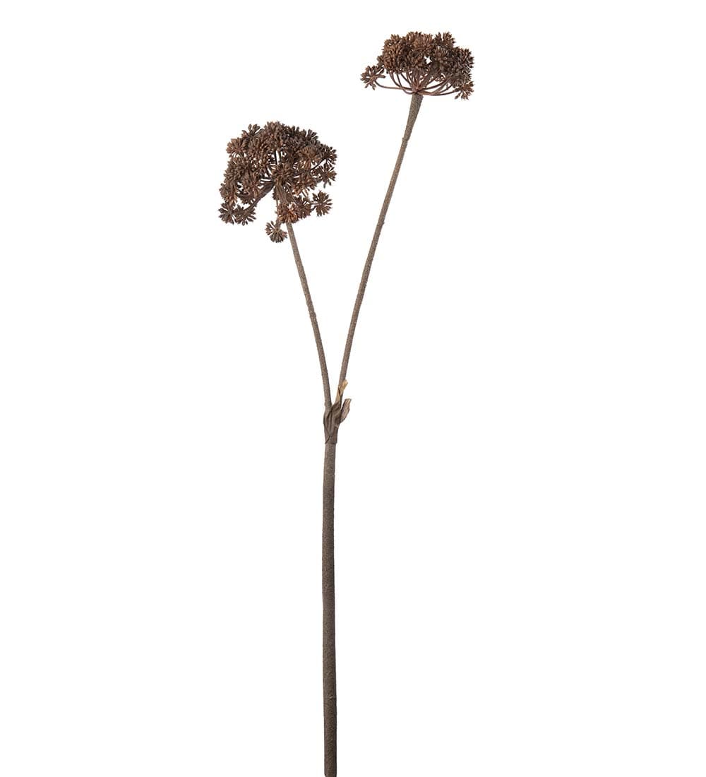 Angelica
