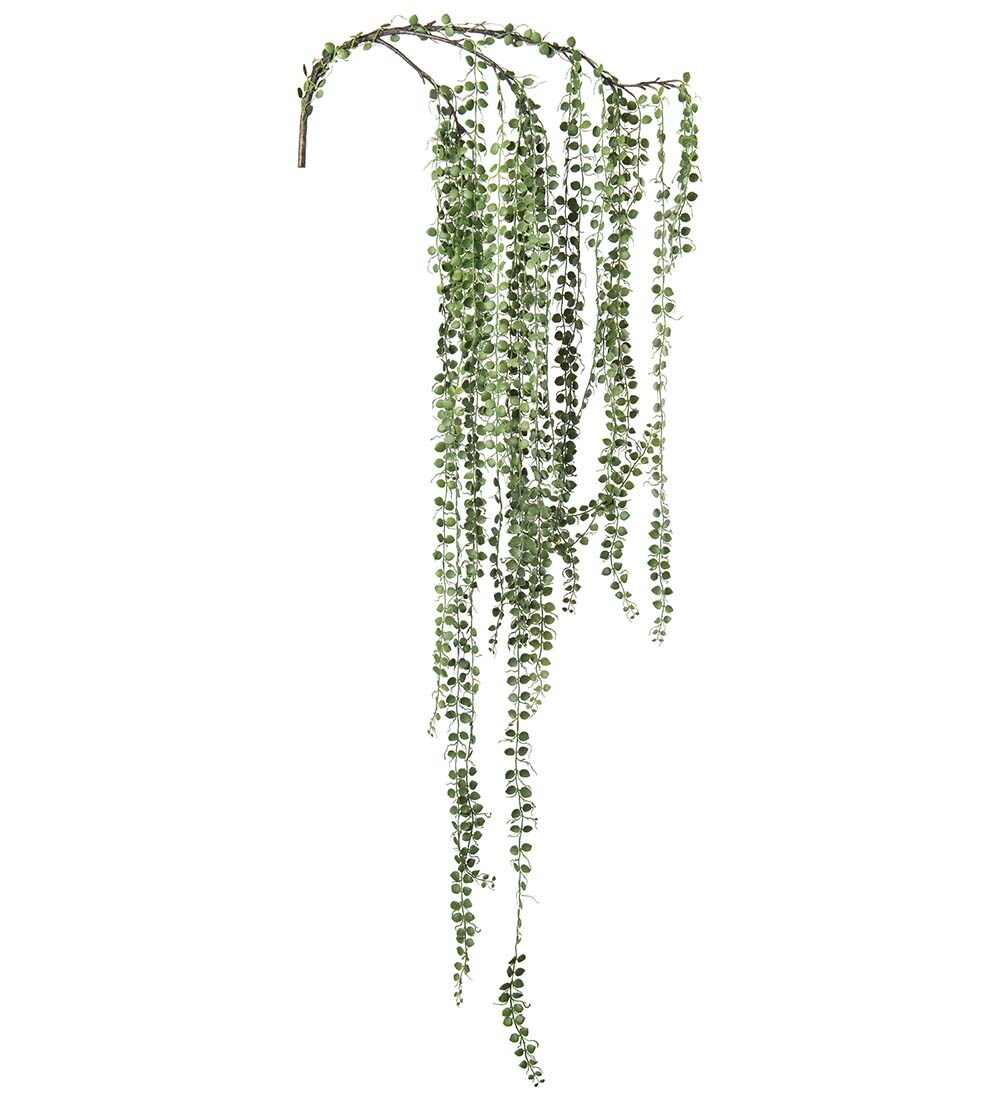 Senecio
