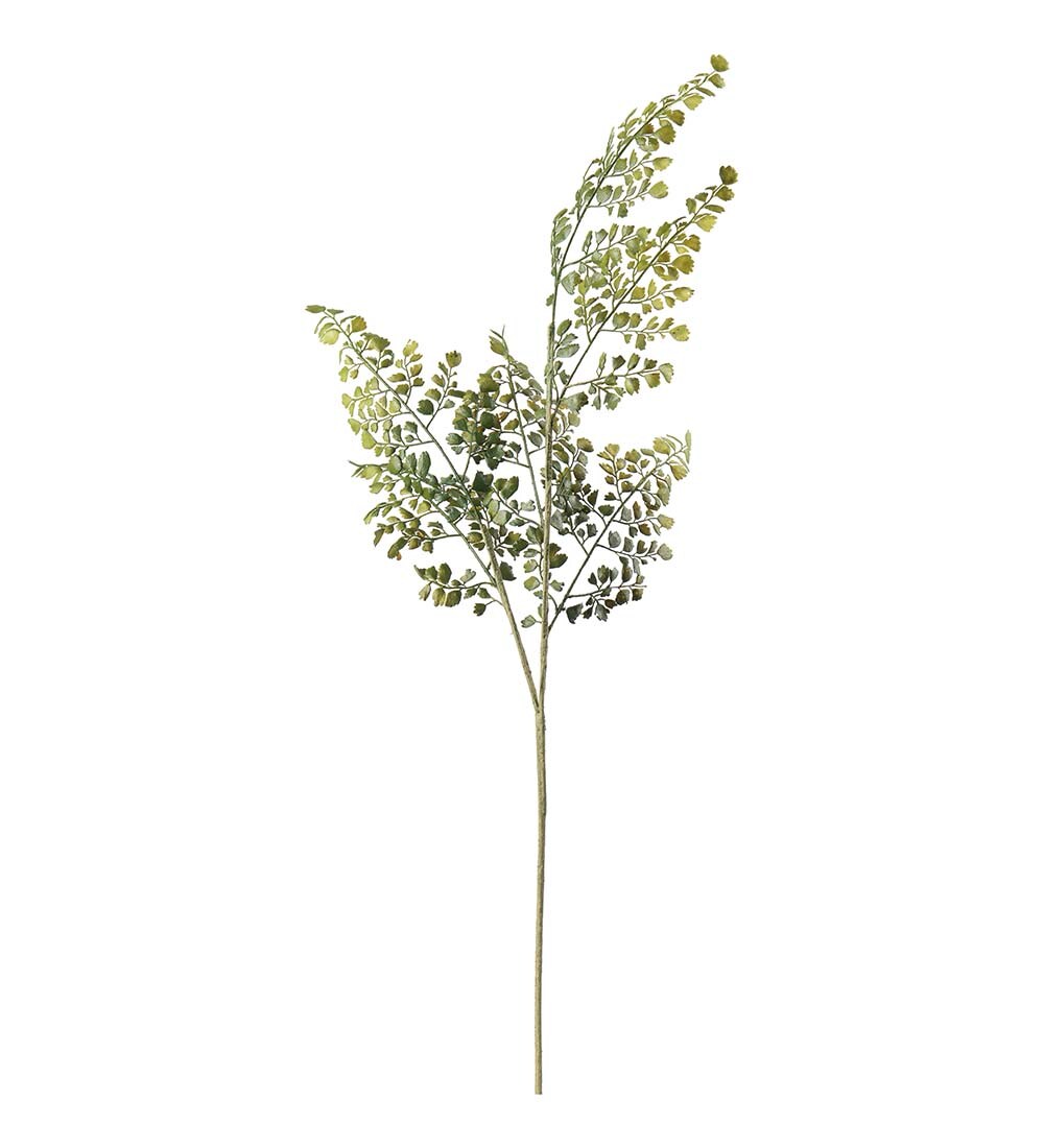 Adiantum
