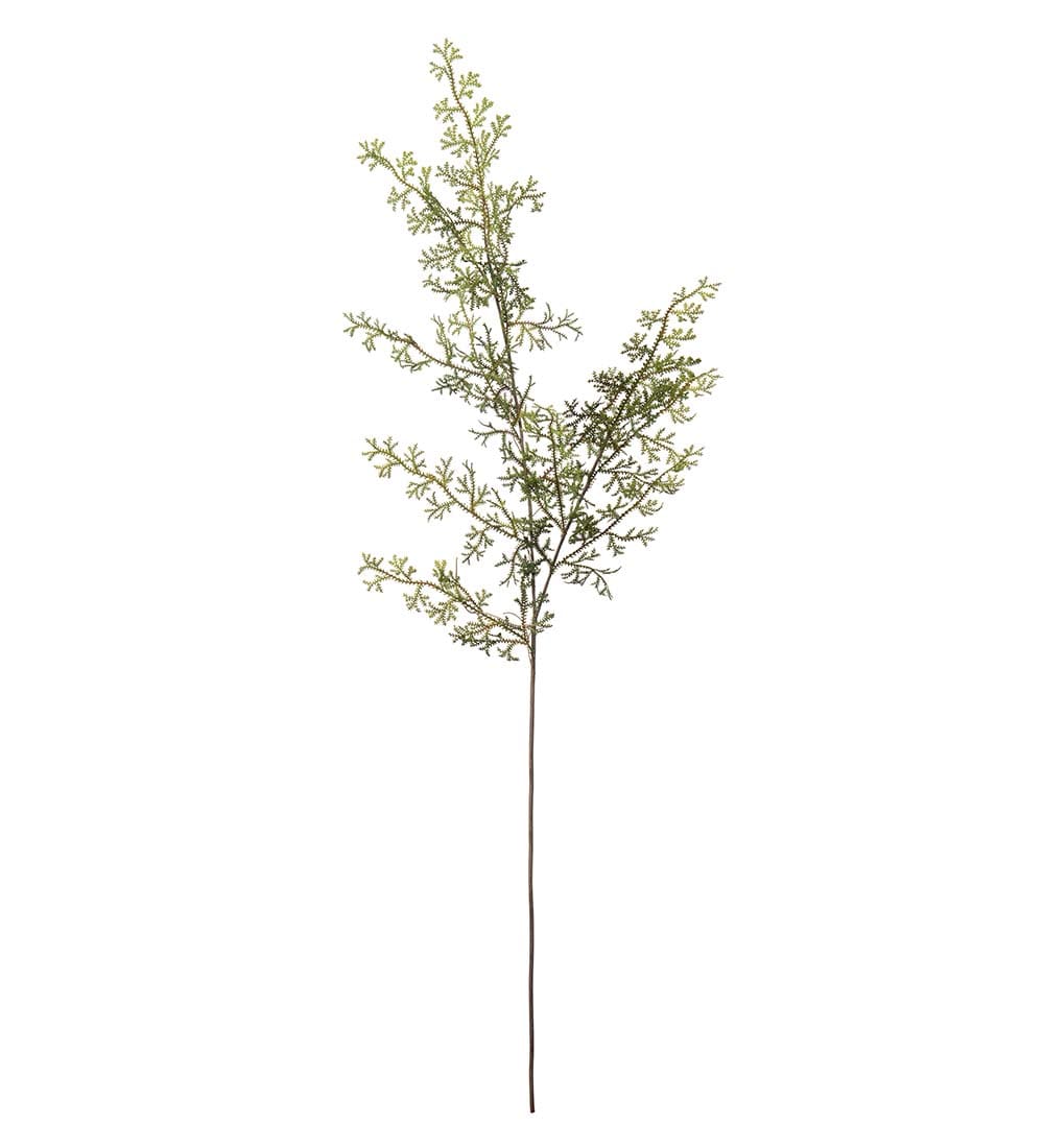 Ormbunksblad