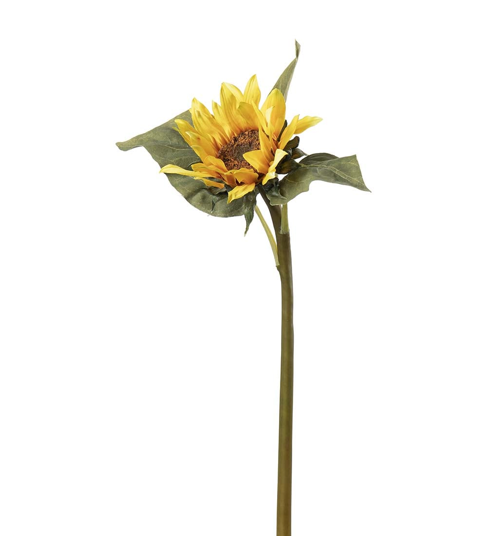 Solros