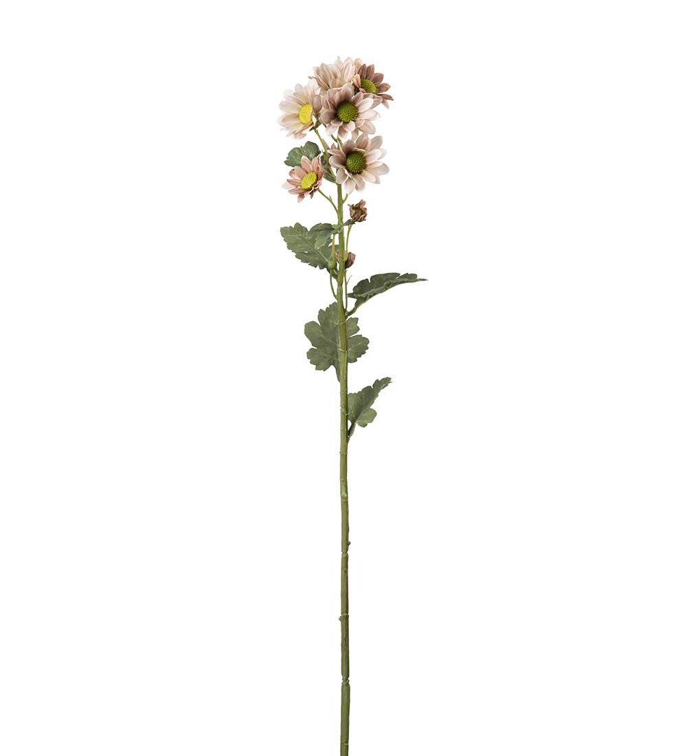 Chrysanthemum