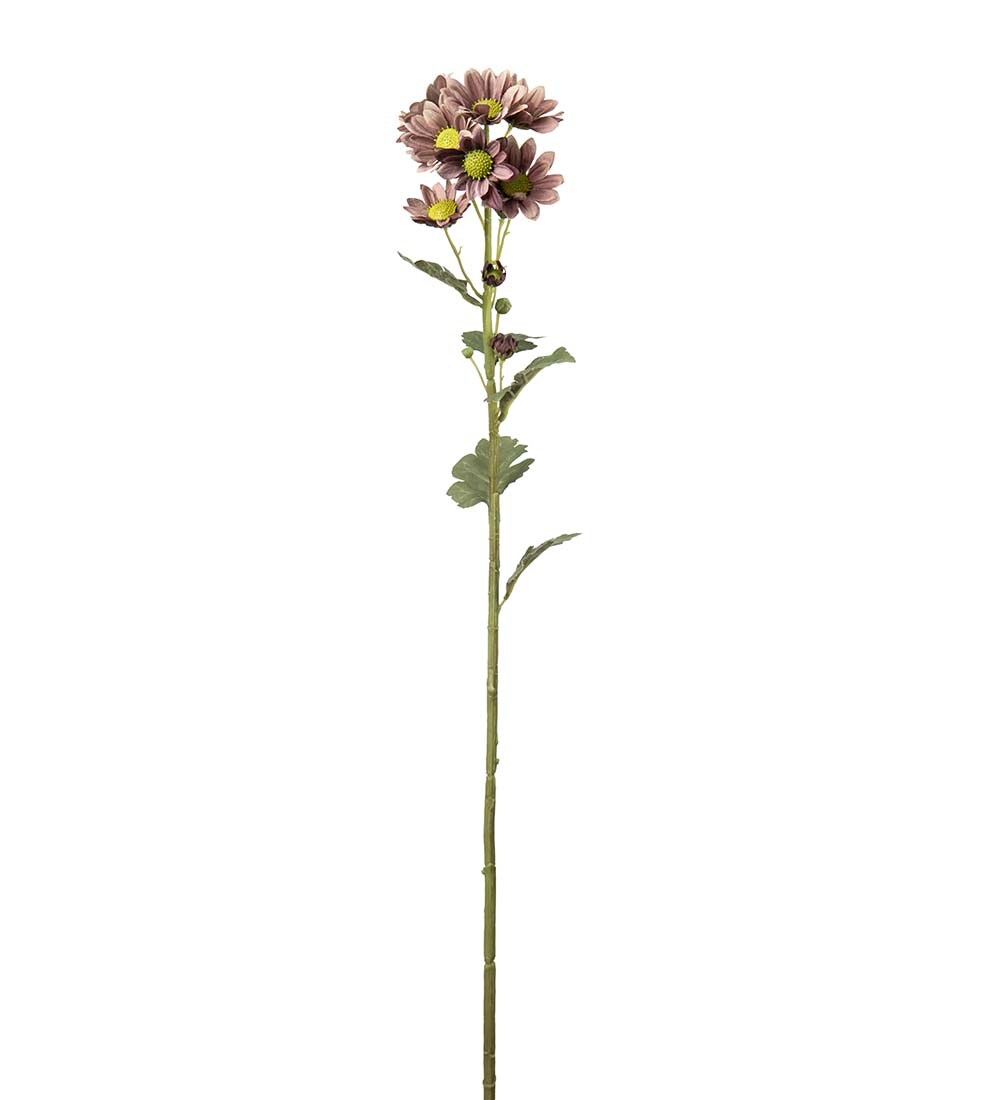 Chrysanthemum