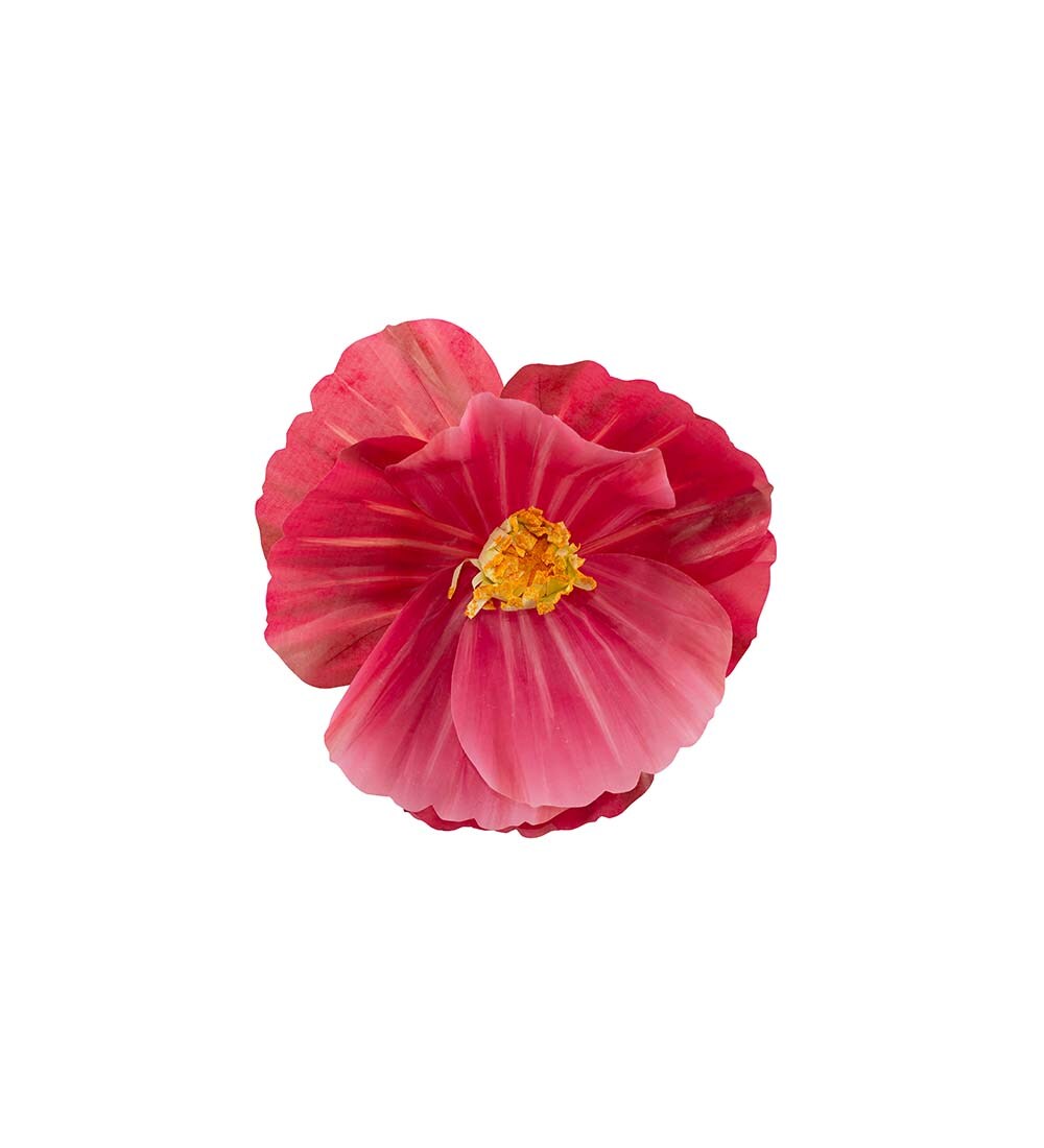 Blomma Signe vägg