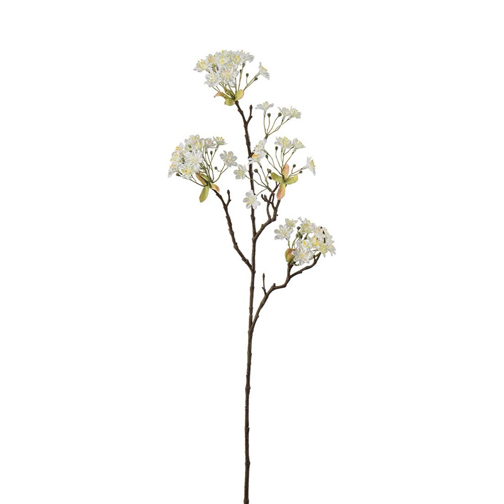 Lönnblomma