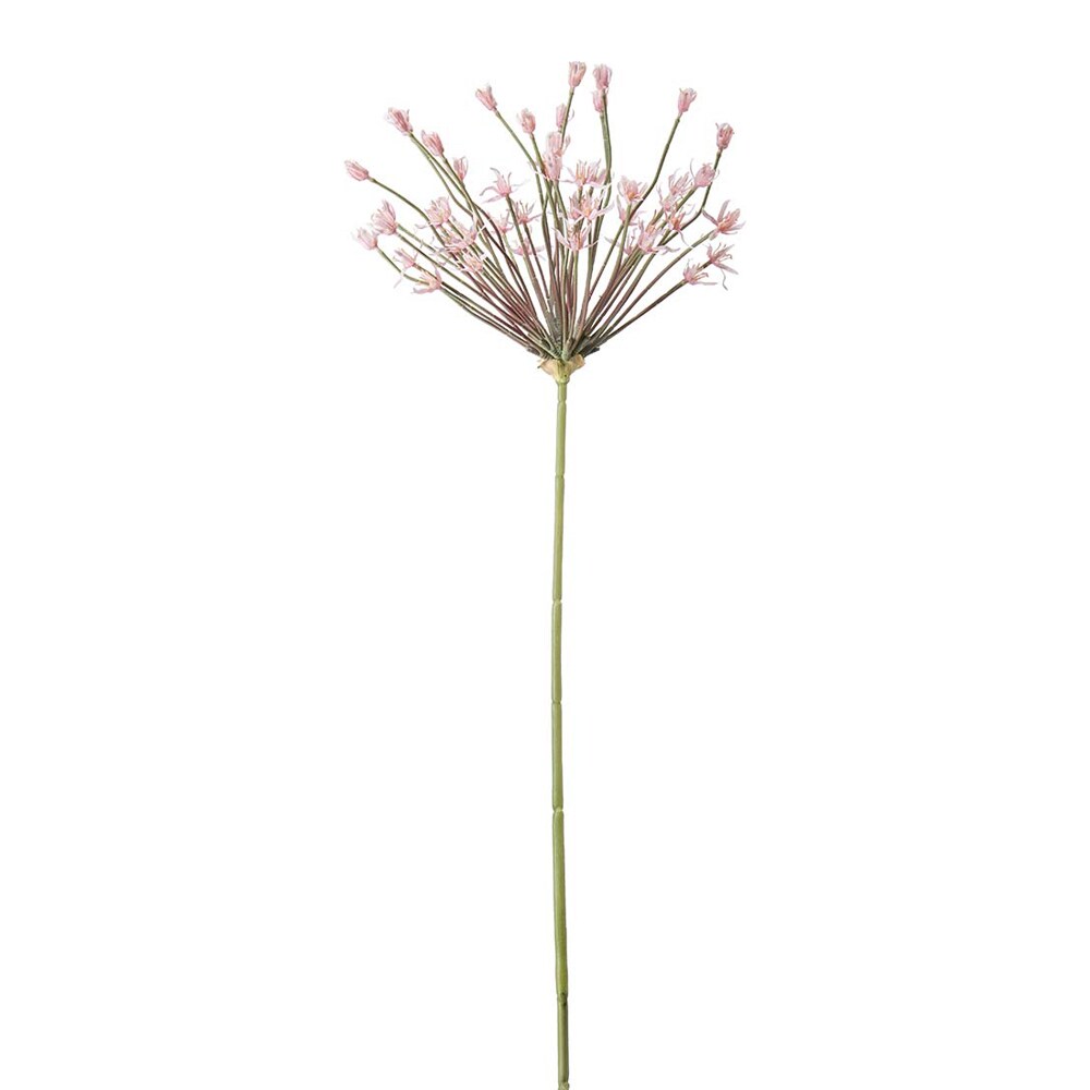 Allium
