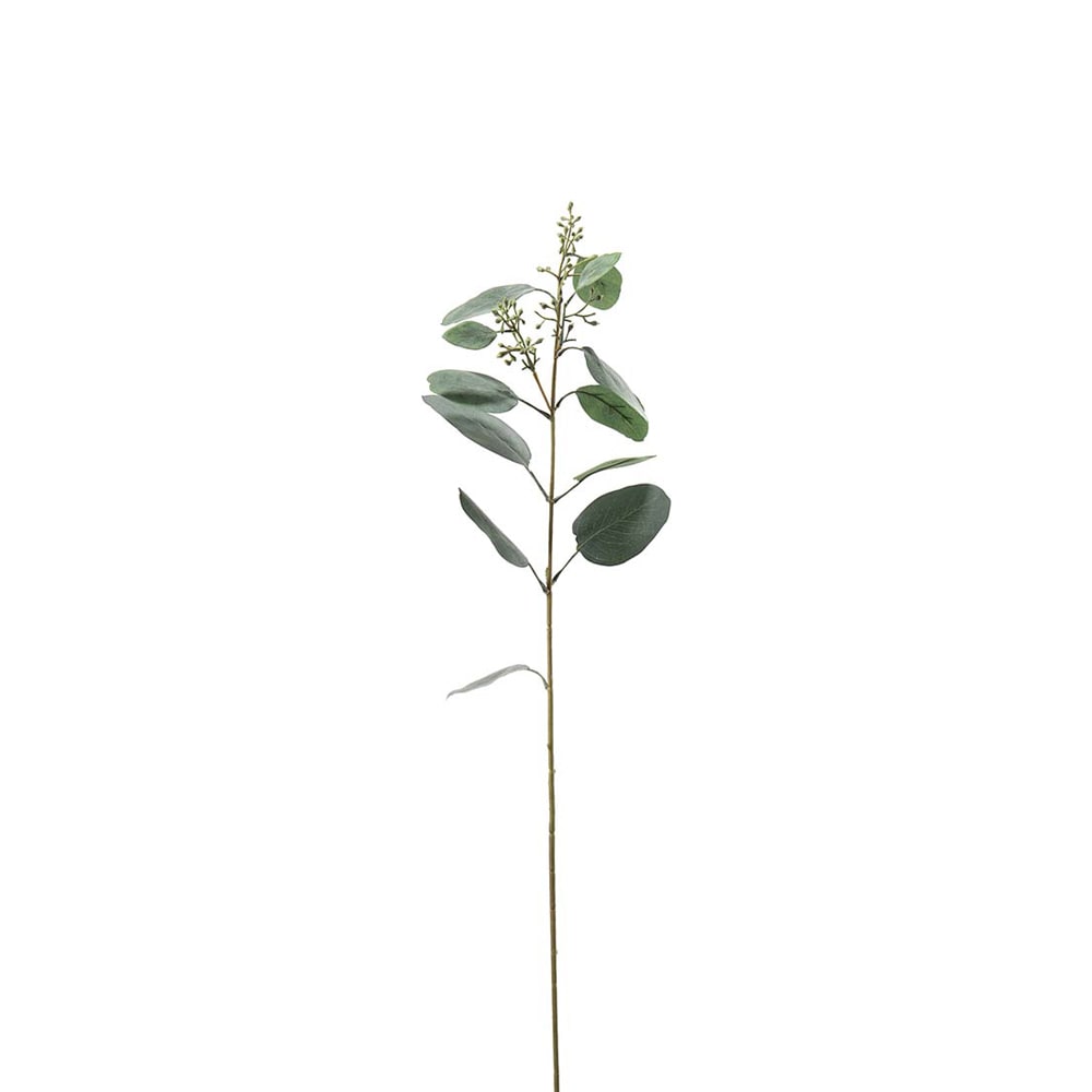 Eucalyptus