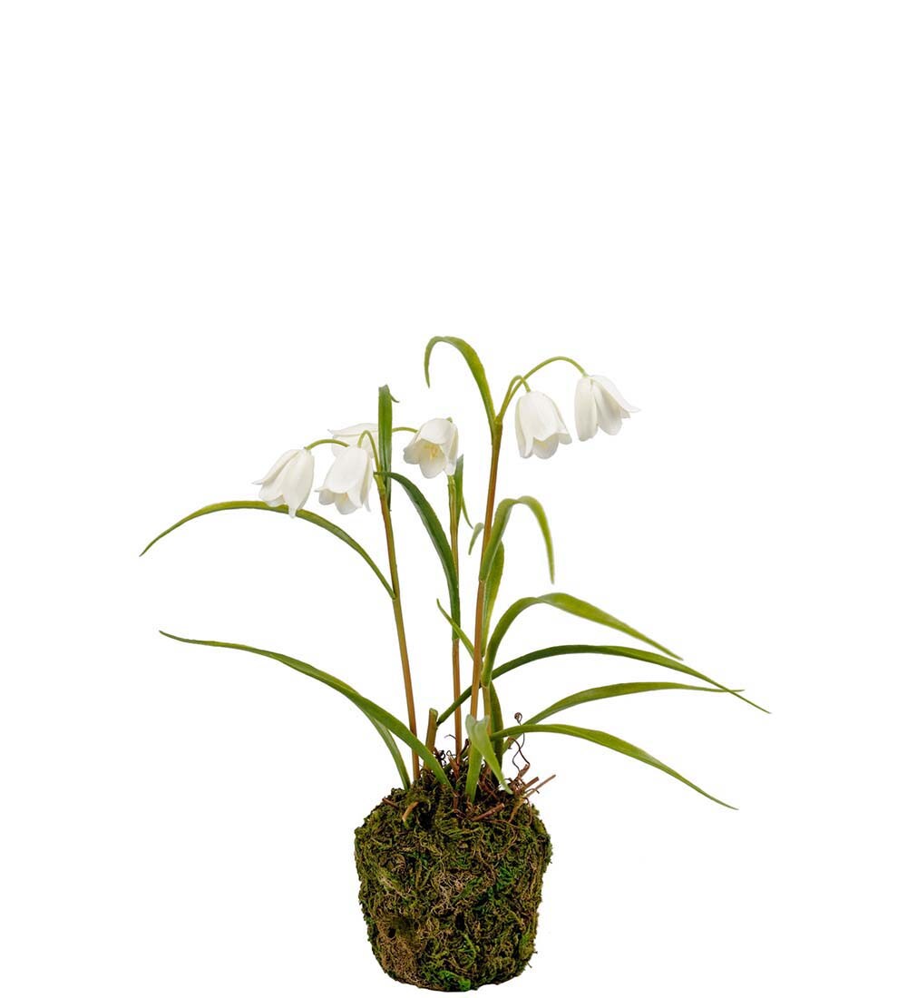 Frittilaria