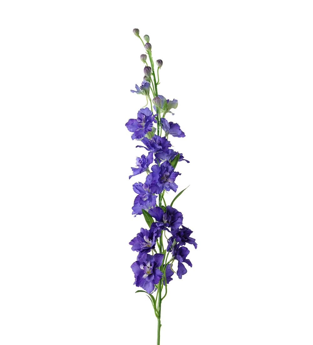 Delphinium