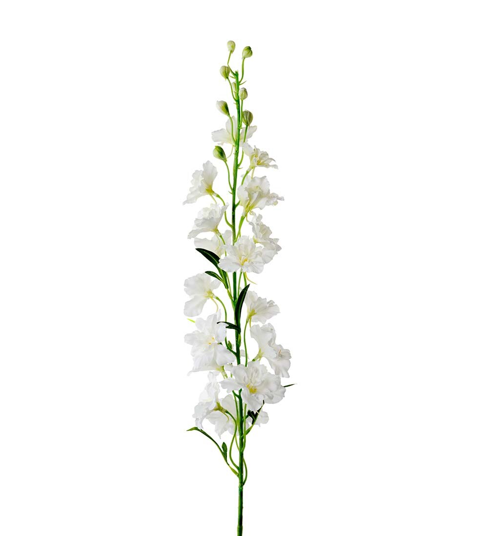 Delphinium