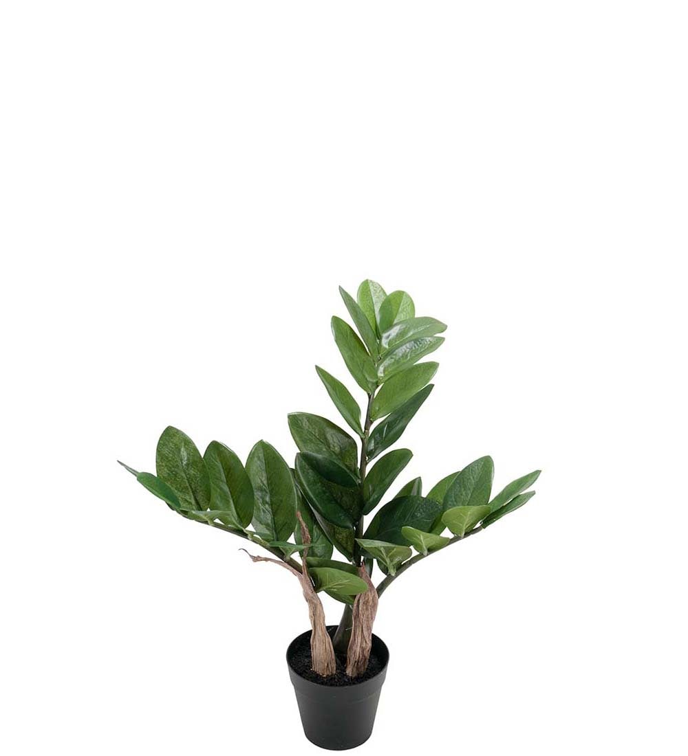 Zamifolia