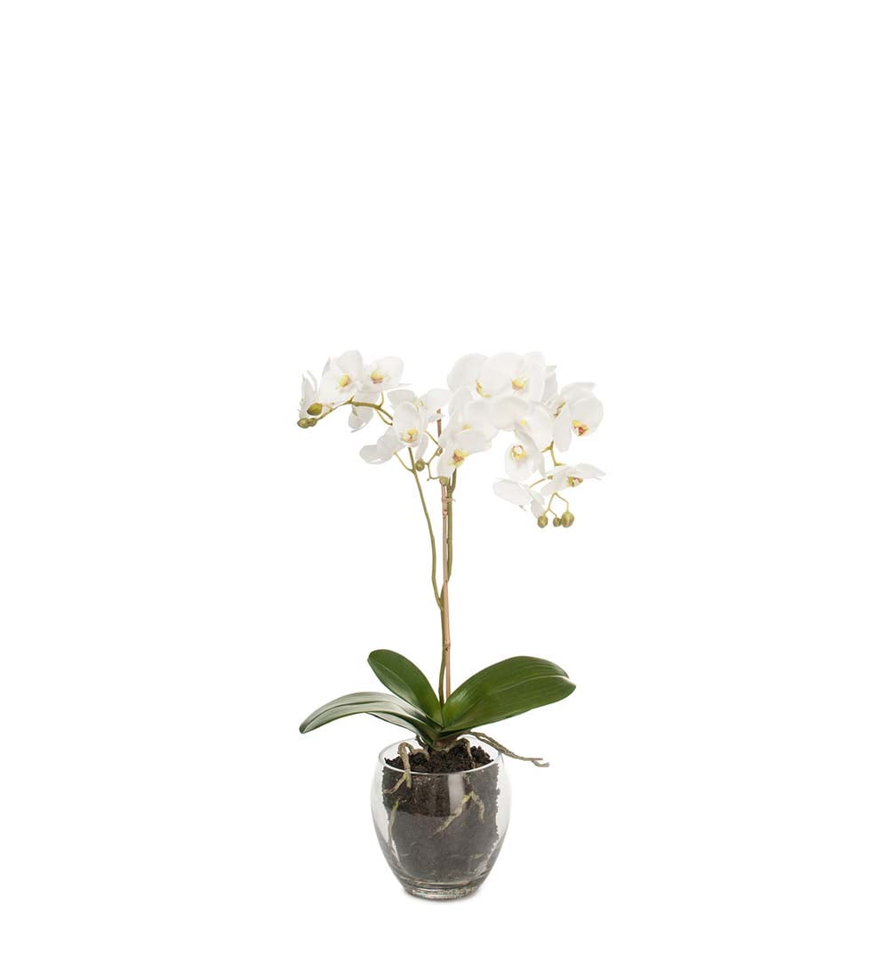 Phalaenopsis