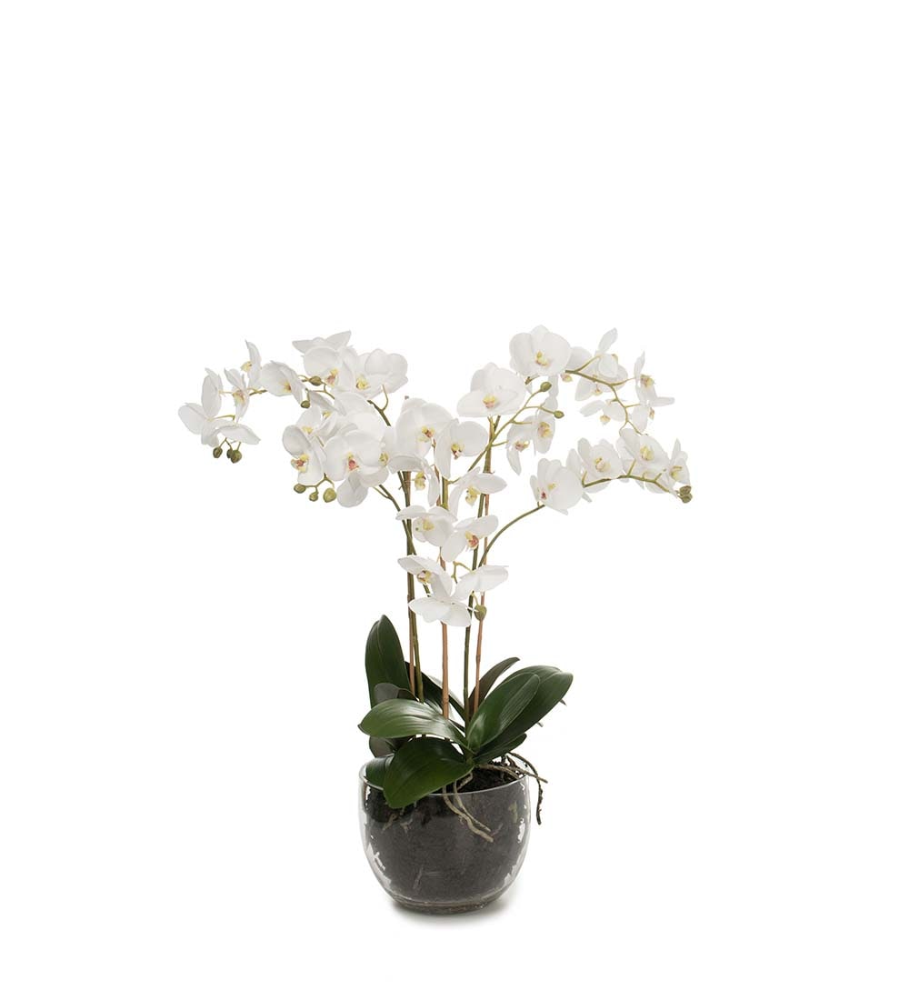 Phalaenopsis