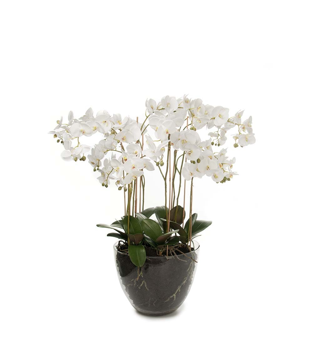 Phalaenopsis
