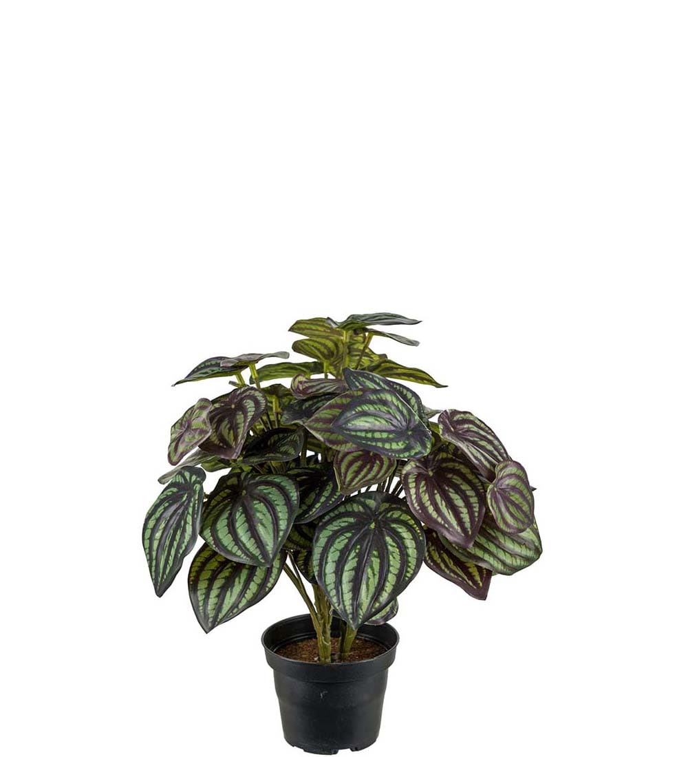 Peperomia