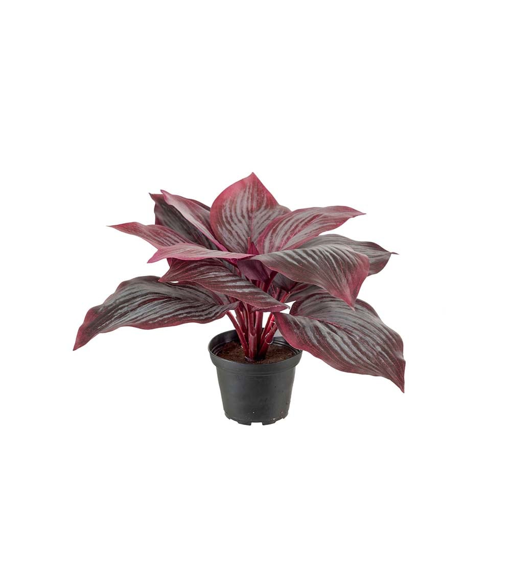 Hosta