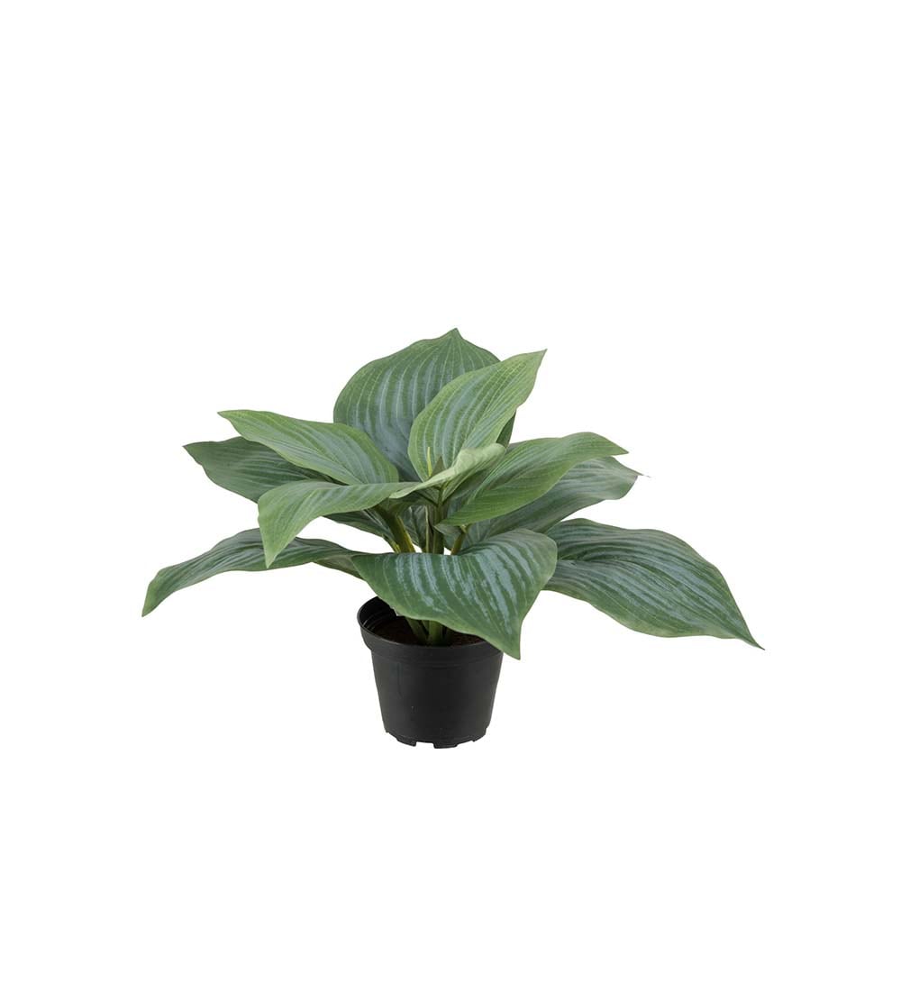 Hosta