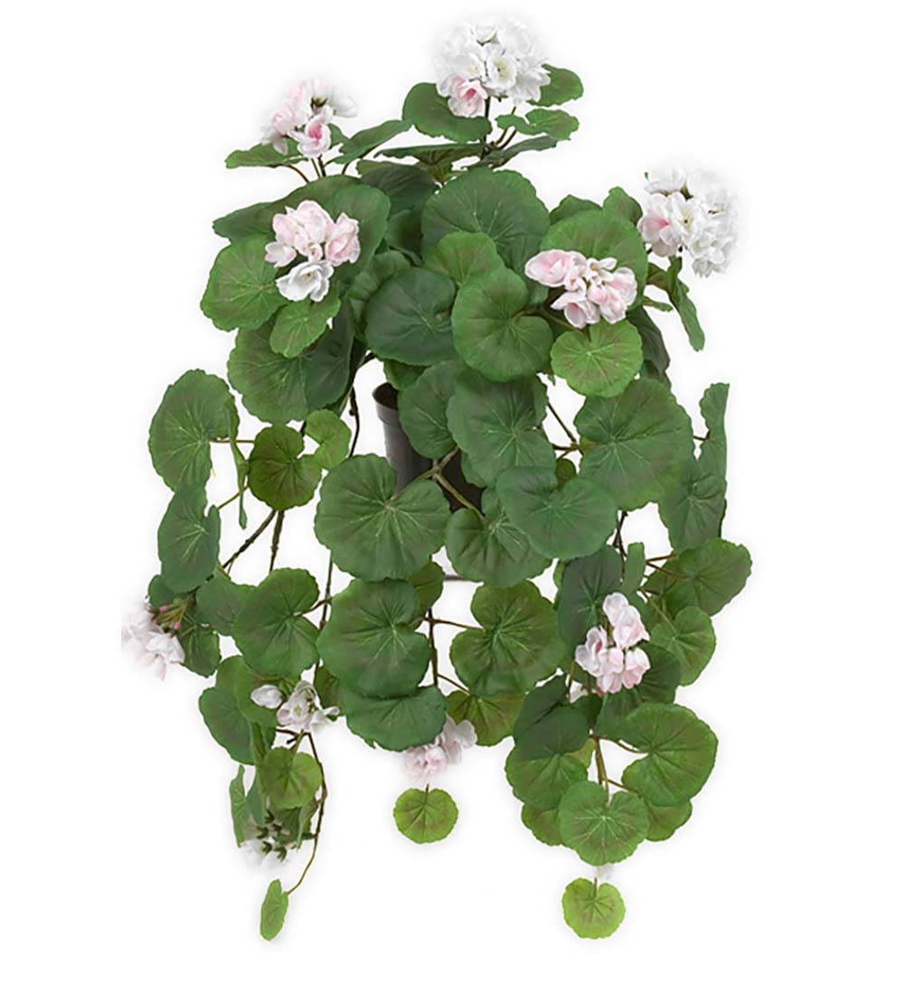 Hängpelargon