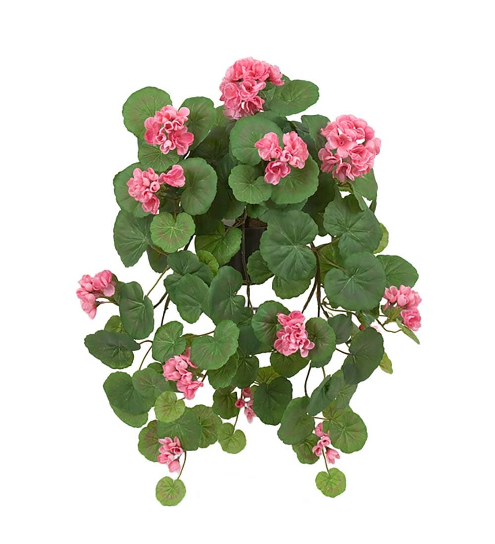 Hängpelargon