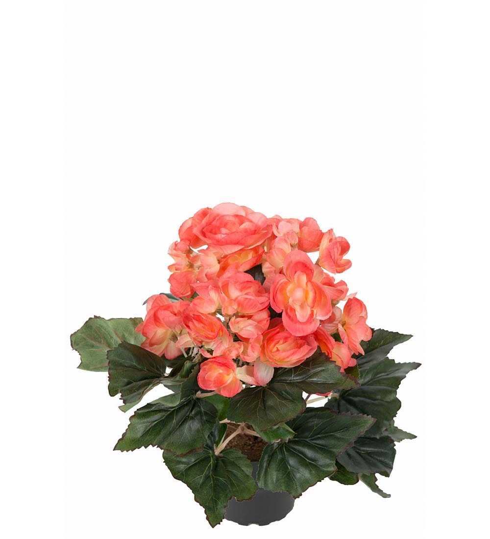 Begonia
