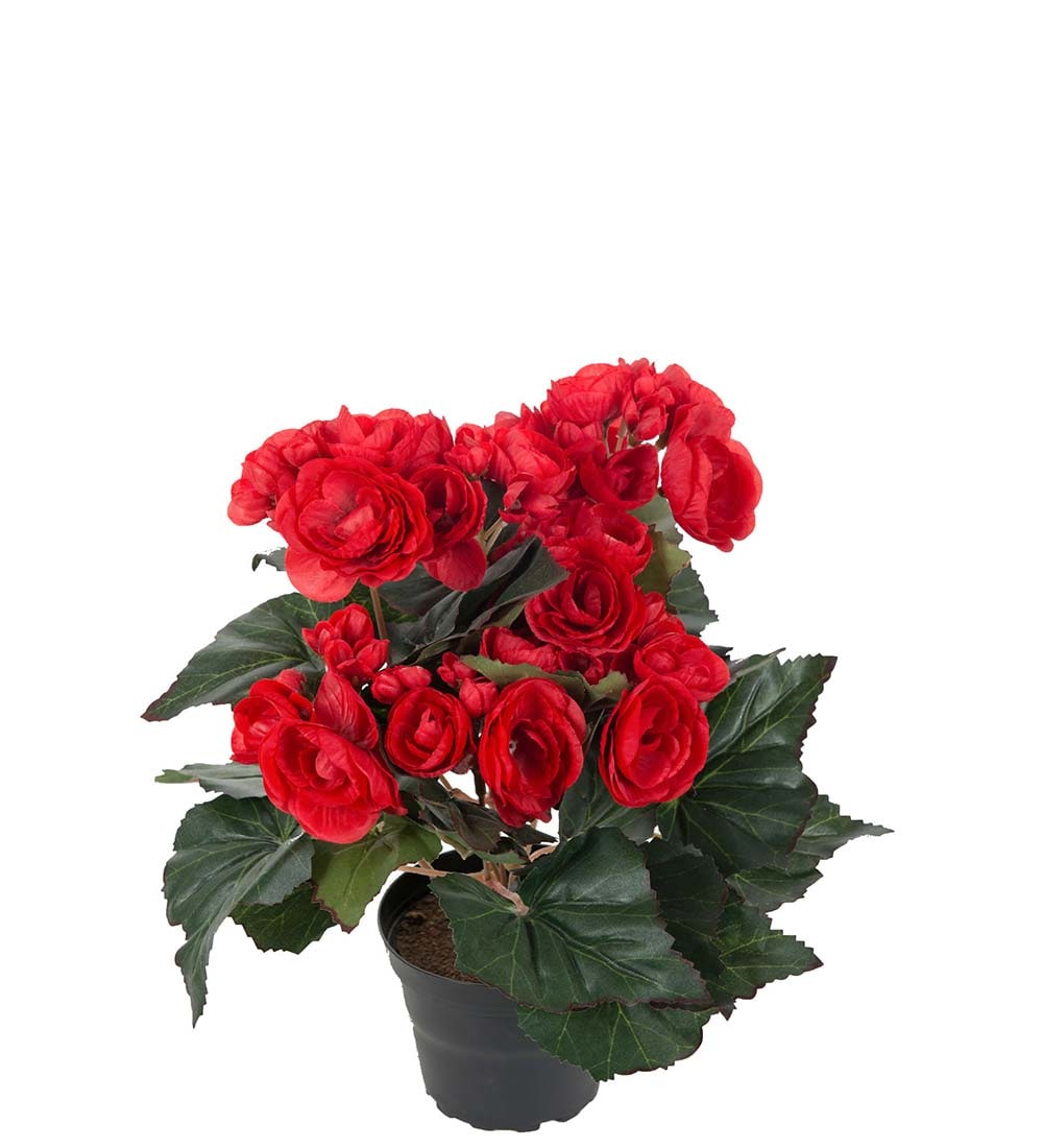 Begonia