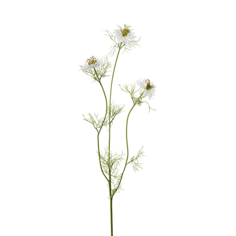 Nigella