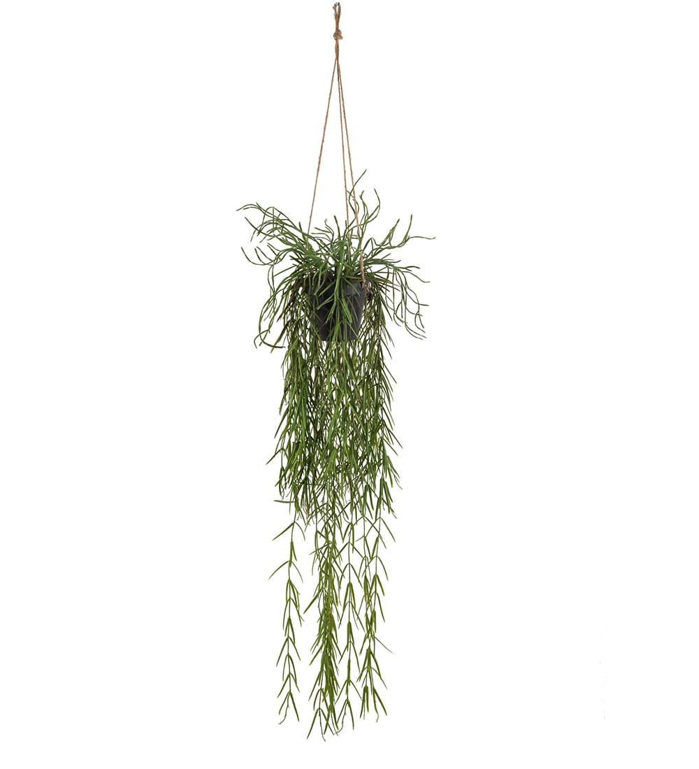 Rhipsalis