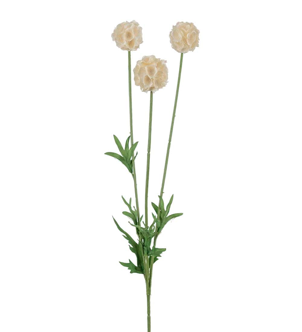 Scabiosa