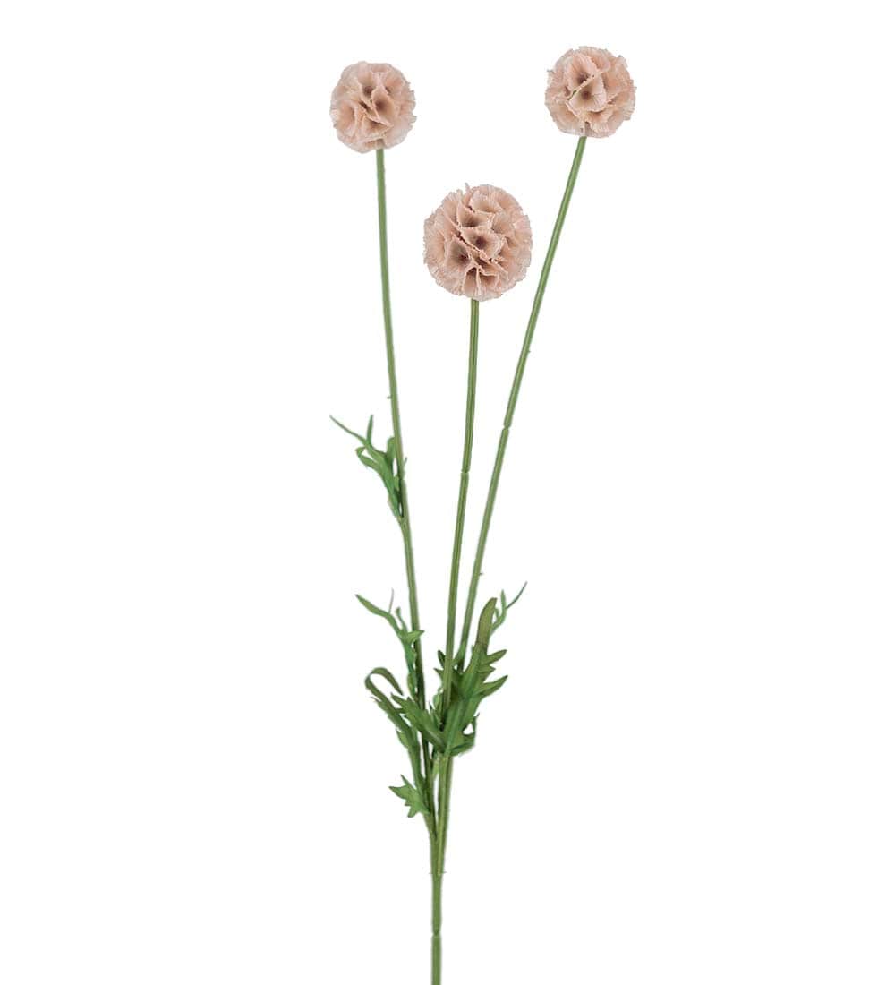 Scabiosa