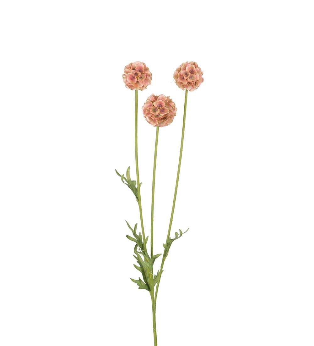 Scabiosa