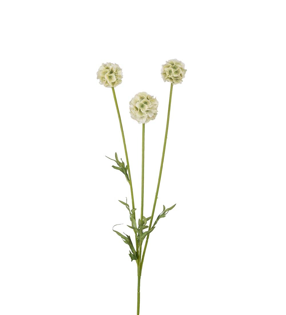 Scabiosa