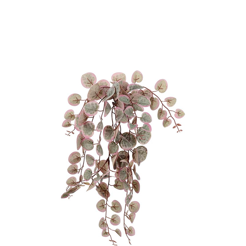 Peperomia