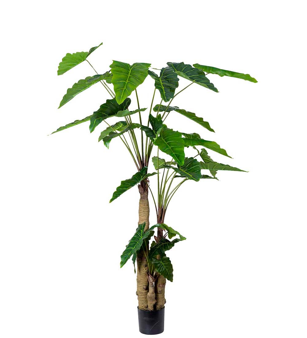 Alocasia