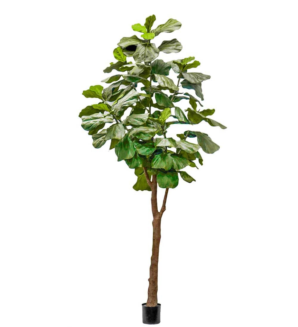 Fiolfikus
