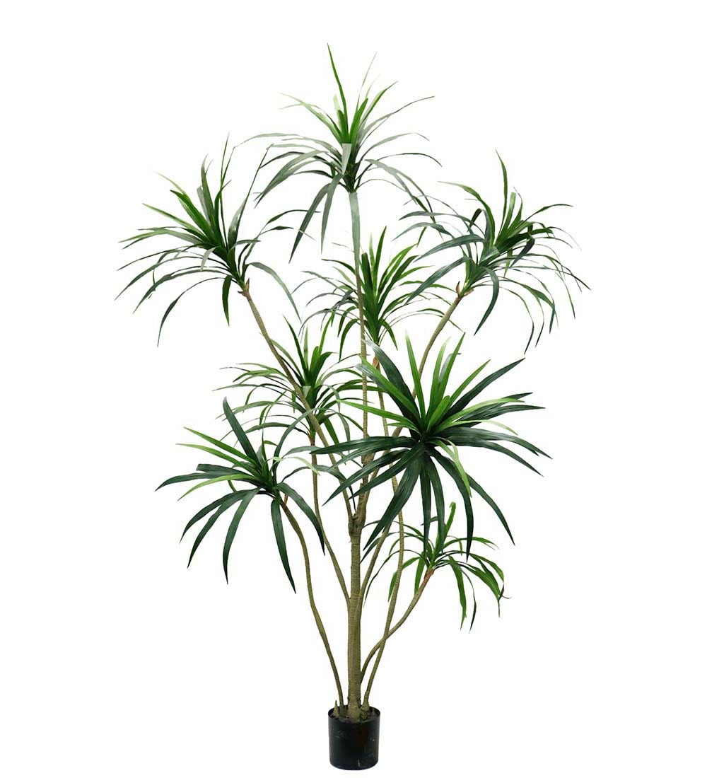 Dracena