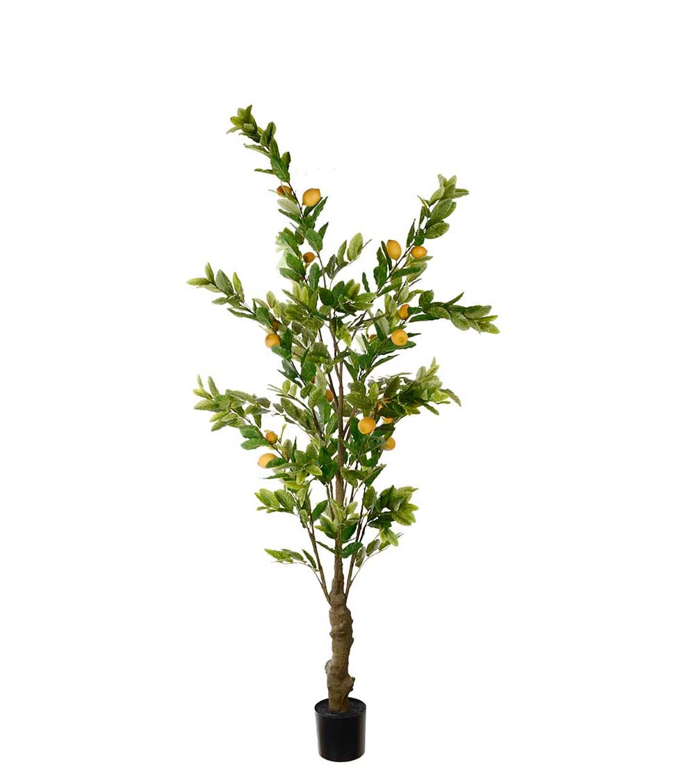 Citronträd