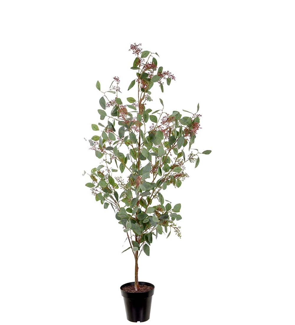 Eucalyptus